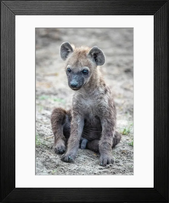 Framed Print : Africa, Botswana, Okawango Delta, Pompom Camp. A cub of a spotted hyena Framed Print : Africa, Botswana, Okawango Delta, Pompom Camp. A cub of a spotted hyena