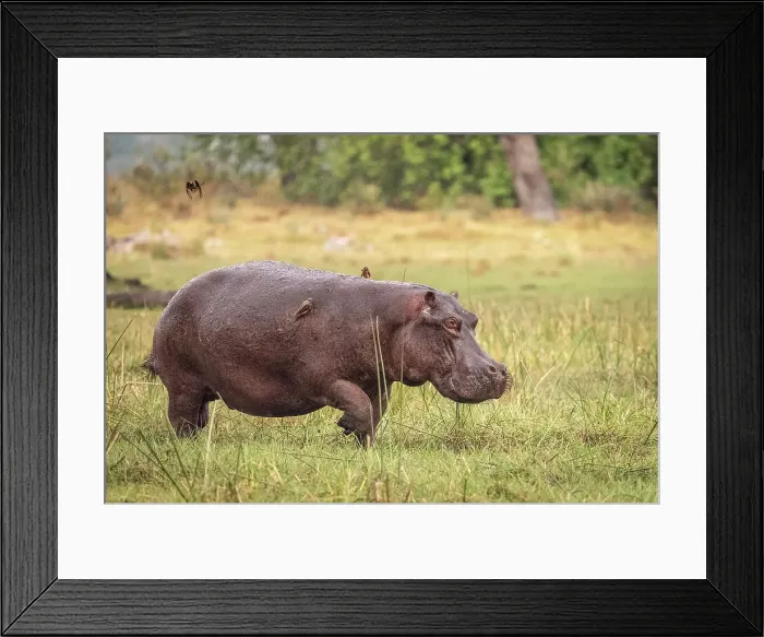 Framed Print : Africa, Botswana, Okawango Delta, Pompom Camp. A hippopotamus running out of the forest towards the water