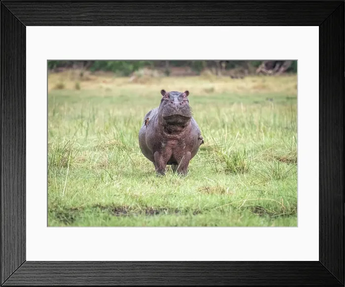 Framed Print : Africa, Botswana, Okawango Delta, Pompom Camp. A hippopotamus coming out of the forest towards the water. Watching Framed Print : Africa, Botswana, Okawango Delta, Pompom Camp. A hippopotamus coming out of the forest towards the water. Watching