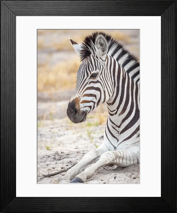 Framed Print : Africa, Botswana, Okawango Delta, Pompom Camp. A zebra lying down and watching Framed Print : Africa, Botswana, Okawango Delta, Pompom Camp. A zebra lying down and watching