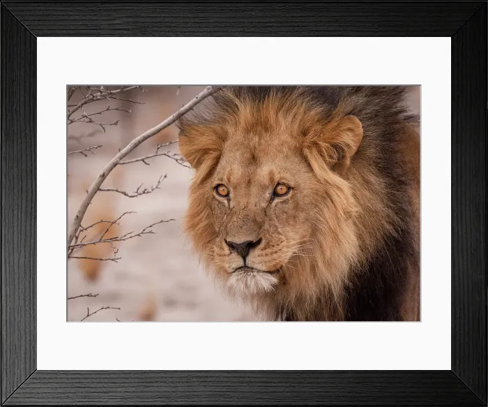 Framed Print : Africa, Botswana, Central Kalahari Game reserve. A beautiful male lion Framed Print : Africa, Botswana, Central Kalahari Game reserve. A beautiful male lion