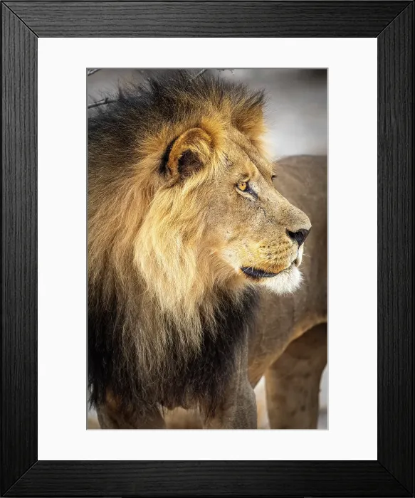 Framed Print : Africa, Botswana, Central Kalahari Game reserve. A beautiful male lion Framed Print : Africa, Botswana, Central Kalahari Game reserve. A beautiful male lion