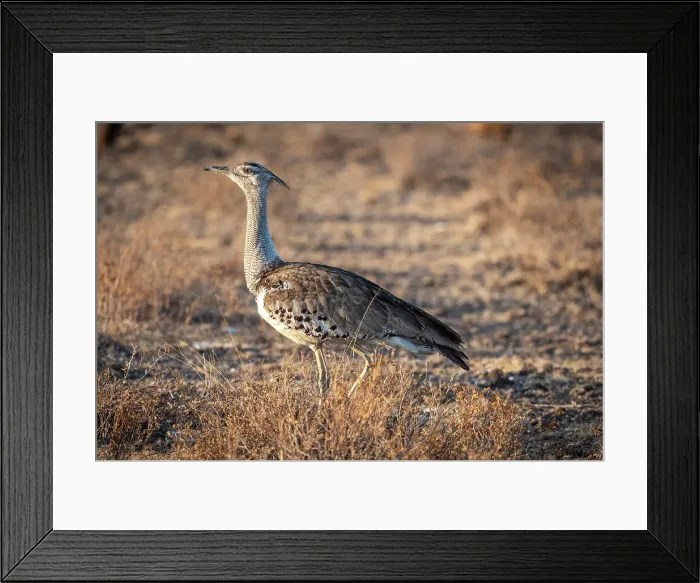 Framed Print : Africa, Botswana, Central Kalahari Game reserve. A Kori bustard walking on the ground Framed Print : Africa, Botswana, Central Kalahari Game reserve. A Kori bustard walking on the ground