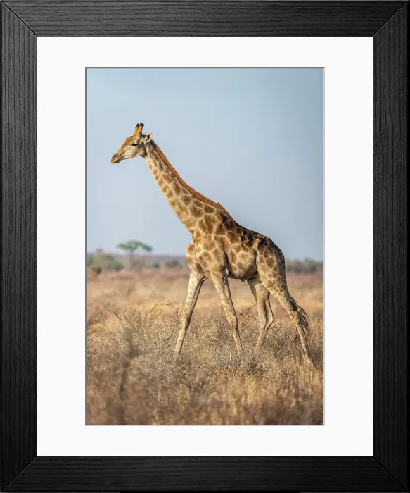 Framed Print : Africa, Botswana, Central Kalahari Game reserve. A giraffe walking in the savanna Framed Print : Africa, Botswana, Central Kalahari Game reserve. A giraffe walking in the savanna