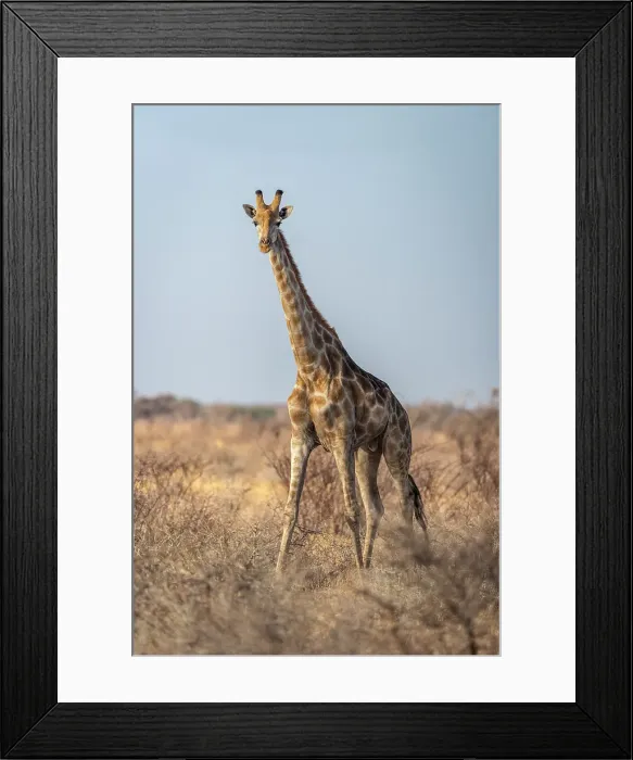 Framed Print : Africa, Botswana, Central Kalahari Game reserve. A giraffe walking in the savanna Framed Print : Africa, Botswana, Central Kalahari Game reserve. A giraffe walking in the savanna