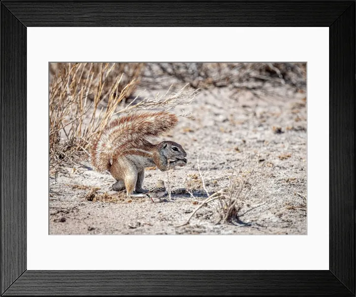 Framed Print : Africa, Botswana, Central Kalahari Game reserve. A male Cape Squirrel Framed Print : Africa, Botswana, Central Kalahari Game reserve. A male Cape Squirrel