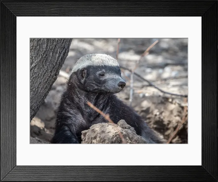 Framed Print : Africa, Botswana, Central Kalahari Game reserve. A honey badger underneath a tree Framed Print : Africa, Botswana, Central Kalahari Game reserve. A honey badger underneath a tree