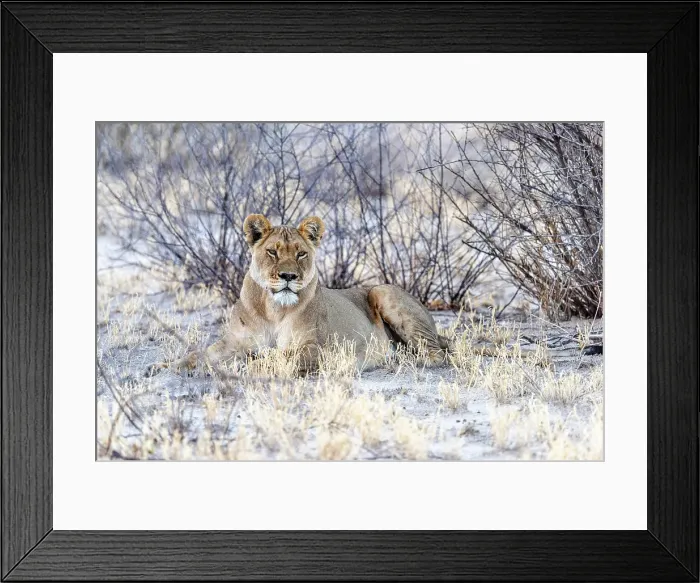 Framed Print : Africa, Botswana, Central Kalahari Game reserve. A lioness in the bushes Framed Print : Africa, Botswana, Central Kalahari Game reserve. A lioness in the bushes