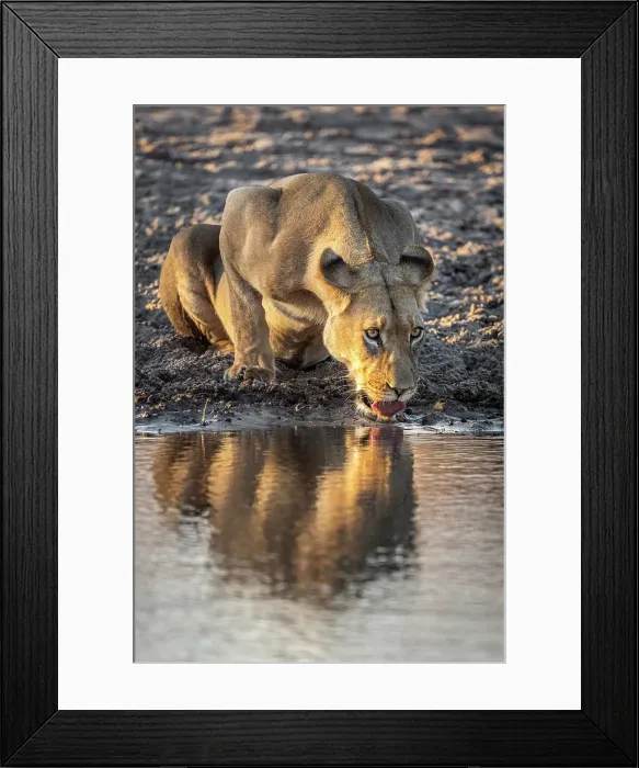 Framed Print : Africa, Botswana, Central Kalahari Game reserve. A female lion drinking and reflection in the water Framed Print : Africa, Botswana, Central Kalahari Game reserve. A female lion drinking and reflection in the water
