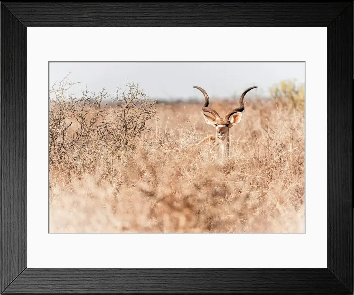Framed Print : Africa, Botswana, Central Kalahari Game reserve. A beautiful male Kudu in the bushes Framed Print : Africa, Botswana, Central Kalahari Game reserve. A beautiful male Kudu in the bushes