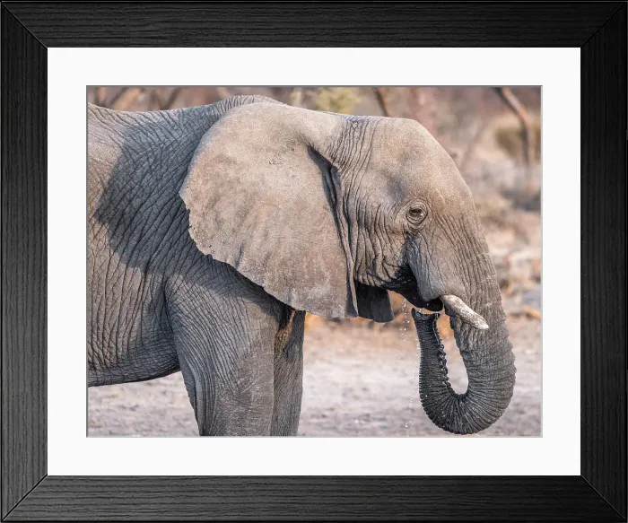 Framed Print : Africa, Botswana, Kalahari, Deception Valley lodge. An elephant drinking Framed Print : Africa, Botswana, Kalahari, Deception Valley lodge. An elephant drinking