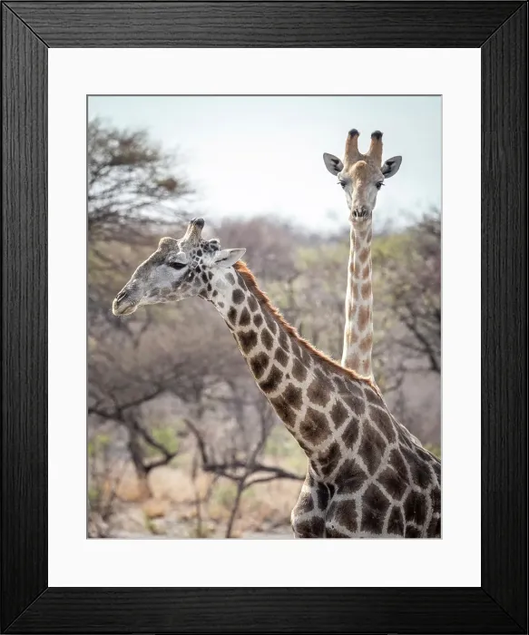 Framed Print : Africa, Botswana, Kalahari, Deception Valley lodge. Two giraffes watching Framed Print : Africa, Botswana, Kalahari, Deception Valley lodge. Two giraffes watching