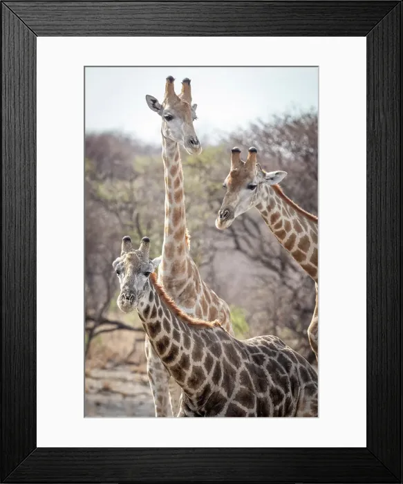 Framed Print : Africa, Botswana, Kalahari, Deception Valley lodge. Three giraffes watching Framed Print : Africa, Botswana, Kalahari, Deception Valley lodge. Three giraffes watching