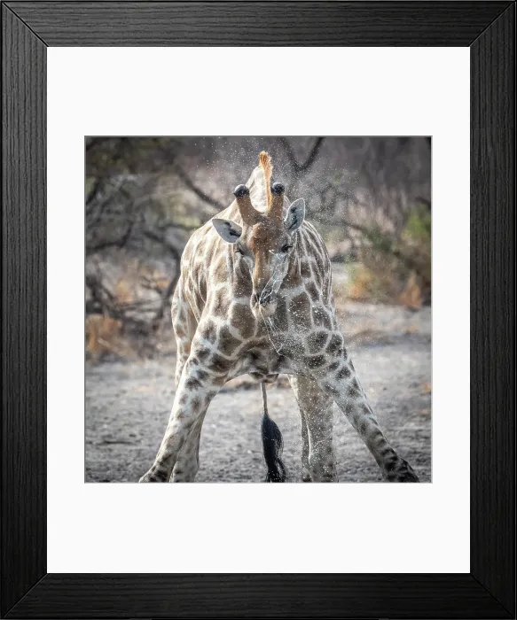 Framed Print : Africa, Botswana, Kalahari, Deception Valley lodge. A giraffe, drinking Framed Print : Africa, Botswana, Kalahari, Deception Valley lodge. A giraffe, drinking