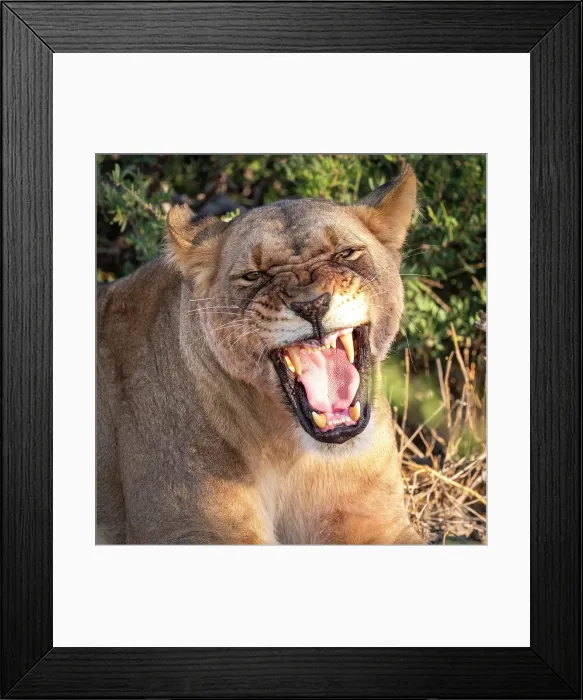 Framed Print : Africa, Botswana, Kalahari, Deception Valley lodge. A portrait of a lioness hissing Framed Print : Africa, Botswana, Kalahari, Deception Valley lodge. A portrait of a lioness hissing