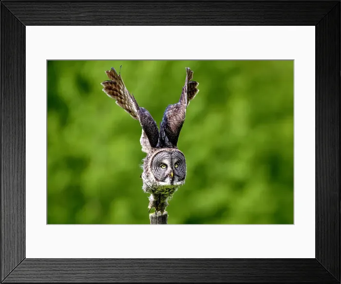 Framed Print : A great gray owl in flight during summer in Alberta, Canada Framed Print : A great gray owl in flight during summer in Alberta, Canada