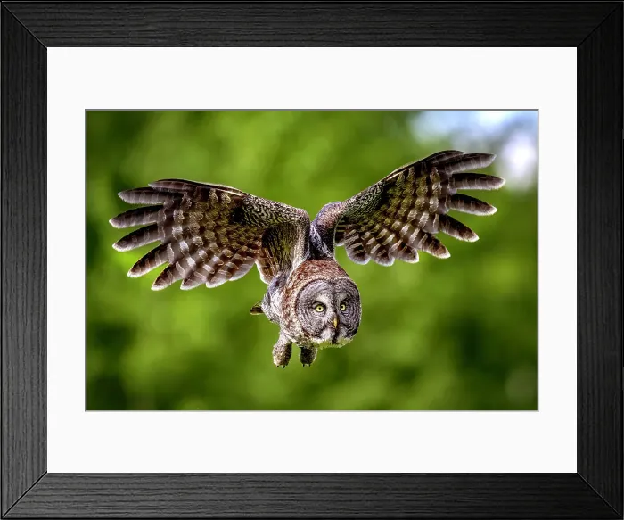 Framed Print : A great gray owl in flight during summer in Alberta, Canada Framed Print : A great gray owl in flight during summer in Alberta, Canada