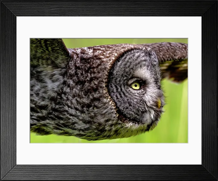 Framed Print : A great gray owl in flight during summer in Alberta, Canada Framed Print : A great gray owl in flight during summer in Alberta, Canada