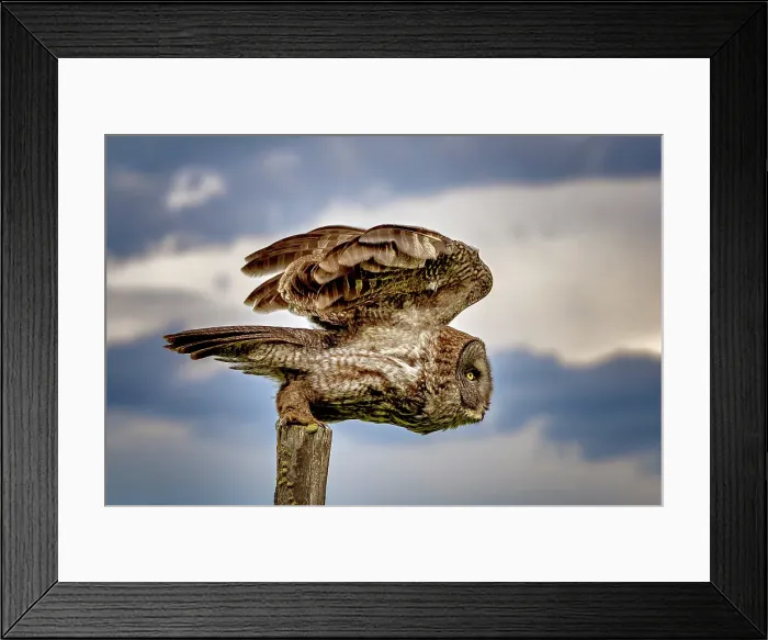 Framed Print : A great gray owl in flight during summer in Alberta, Canada
