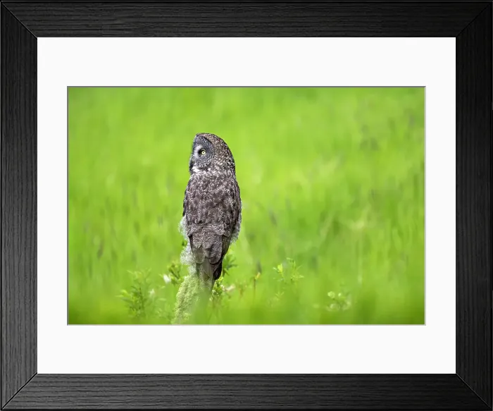 Framed Print : A great gray owl in the summer perhced in the grassy field in Alberta, Canada Framed Print : A great gray owl in the summer perhced in the grassy field in Alberta, Canada