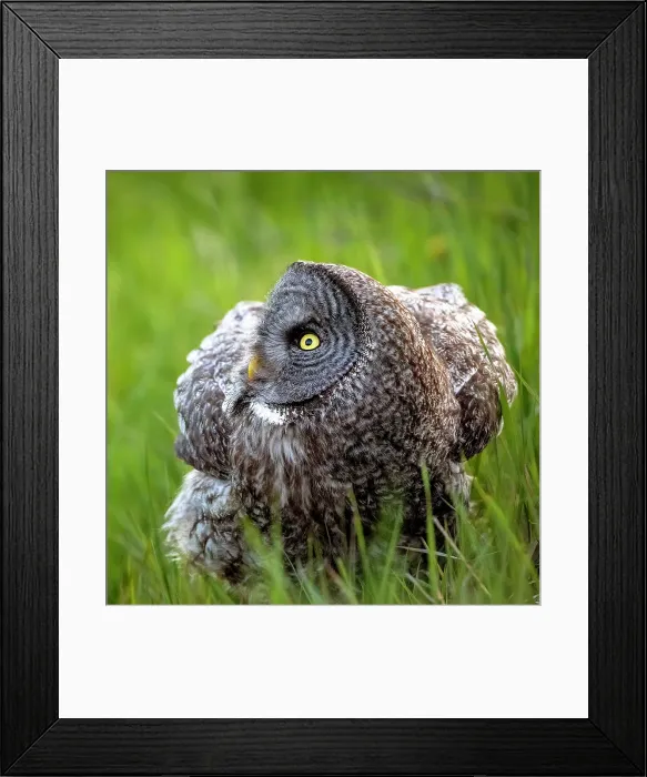 Framed Print : A great gray owl in the summer perhced in the grassy field in Alberta, Canada Framed Print : A great gray owl in the summer perhced in the grassy field in Alberta, Canada