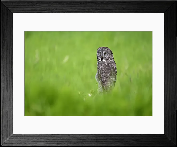 Framed Print : A great gray owl in the summer perhced in the grassy field in Alberta, Canada