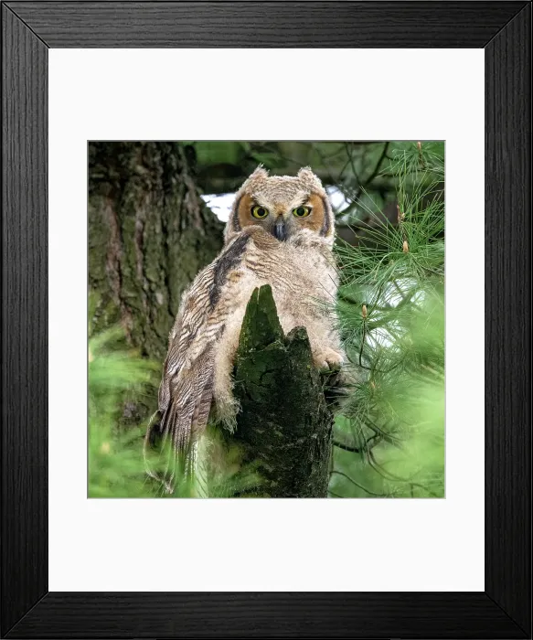 Framed Print : A great horned owl chick perched in a tree in Ontario Canada Framed Print : A great horned owl chick perched in a tree in Ontario Canada