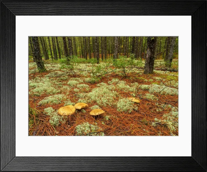 Framed Print : Lichen colonies in the understory of a spruce woodland, Algonquin Provincial Park, Ontario, Canada Framed Print : Lichen colonies in the understory of a spruce woodland, Algonquin Provincial Park, Ontario, Canada