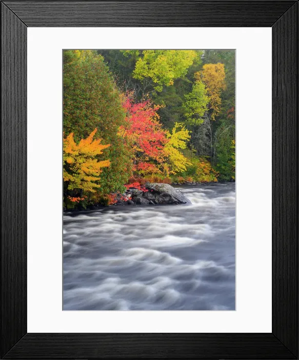 Framed Print : Autumn hardwoods along the Pettawawa River, Algonquin Provincial Park, Ontario, Canada Framed Print : Autumn hardwoods along the Pettawawa River, Algonquin Provincial Park, Ontario, Canada