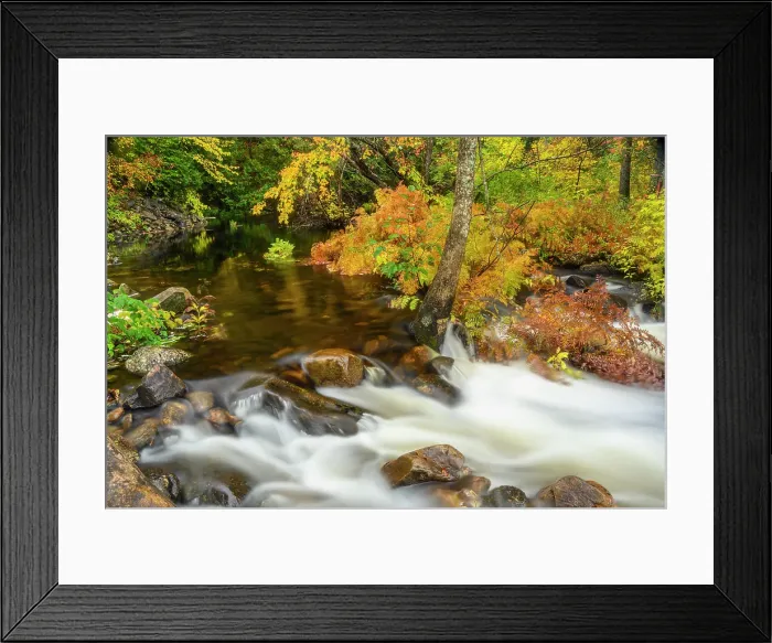Framed Print : Ferns and autumn maple overhanging a small tributary of the Pettawawa River, Algonquin Provincial Park, Ontario, Canada Framed Print : Ferns and autumn maple overhanging a small tributary of the Pettawawa River, Algonquin Provincial Park, Ontario, Canada