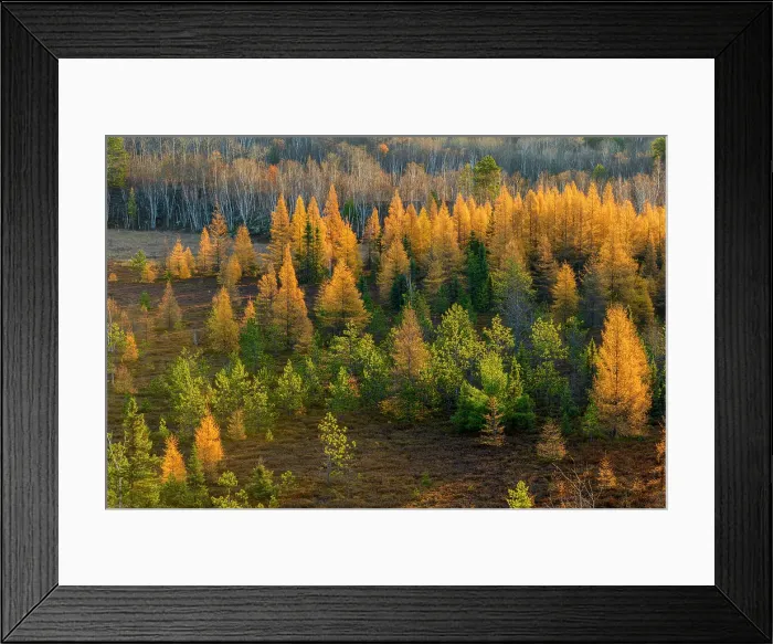 Framed Print : frosted autumn larches, Greater Sudbury, Ontario, Canada Framed Print : frosted autumn larches, Greater Sudbury, Ontario, Canada