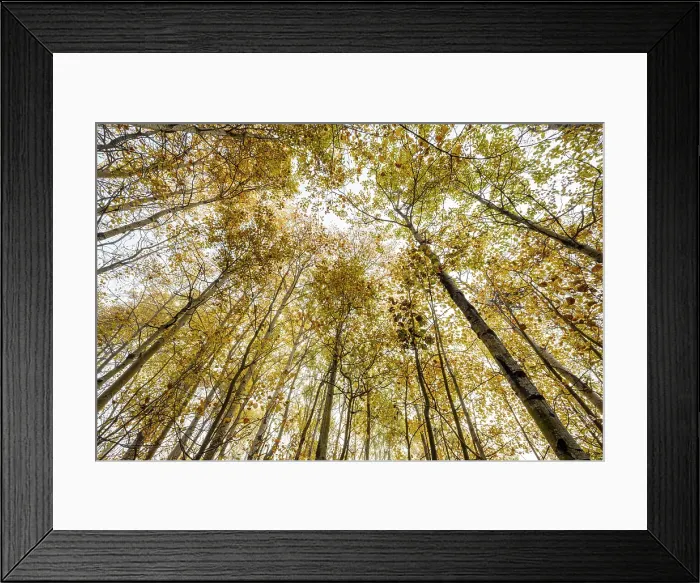 Framed Print : Looking up in an aspen woodland in autumn, Greater Sudbury, Ontario, Canada Framed Print : Looking up in an aspen woodland in autumn, Greater Sudbury, Ontario, Canada