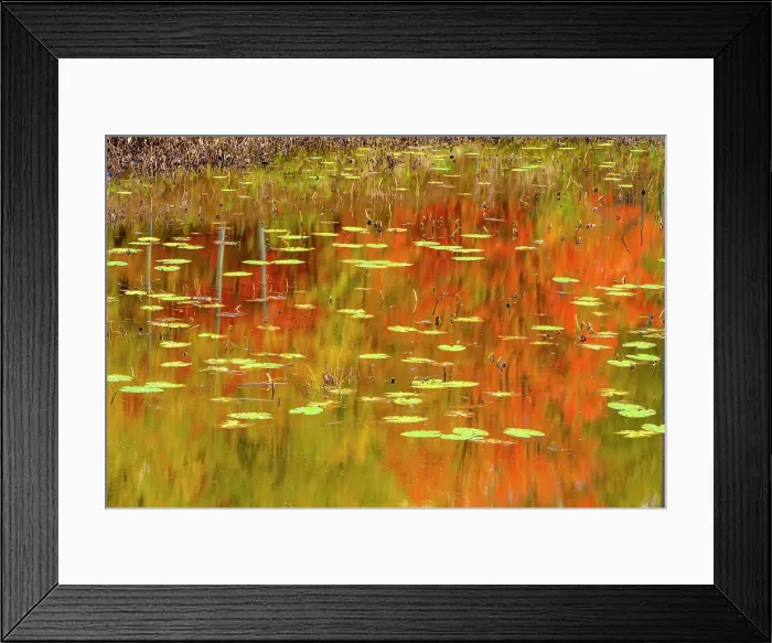 Framed Print : Autumn colours reflected in a beaver pond, Greater Sudbury, Ontario, Canada