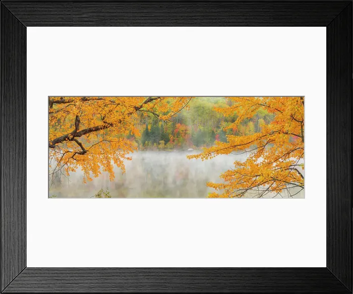 Framed Print : Autumn maple overhanging misty McCharles Lake, Greater Sudbury, Ontario, Canada Framed Print : Autumn maple overhanging misty McCharles Lake, Greater Sudbury, Ontario, Canada