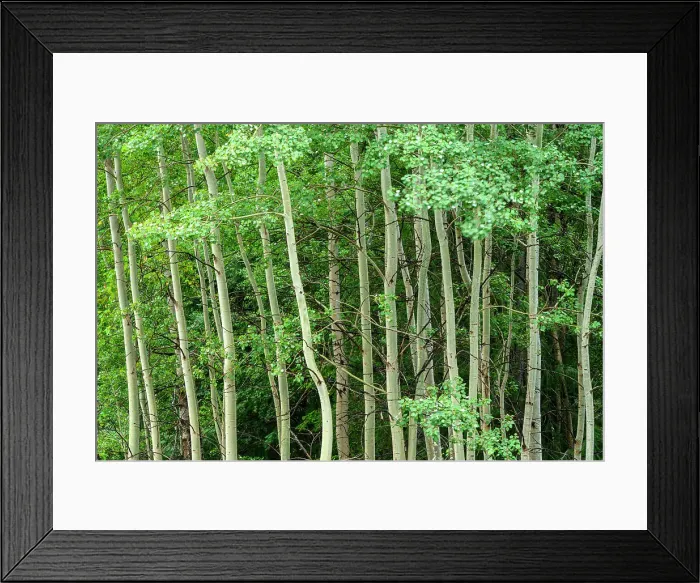 Framed Print : Aspen woodlot, Mt. Robson Provincial Park, BC British Columbia, Canada Framed Print : Aspen woodlot, Mt. Robson Provincial Park, BC British Columbia, Canada