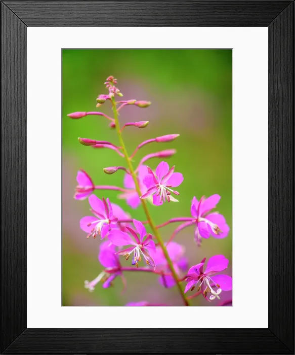 Framed Print : Fireweed (Chamerion angustifolium), Squanga Lake Territorial Park, Yukon, Canada Framed Print : Fireweed (Chamerion angustifolium), Squanga Lake Territorial Park, Yukon, Canada