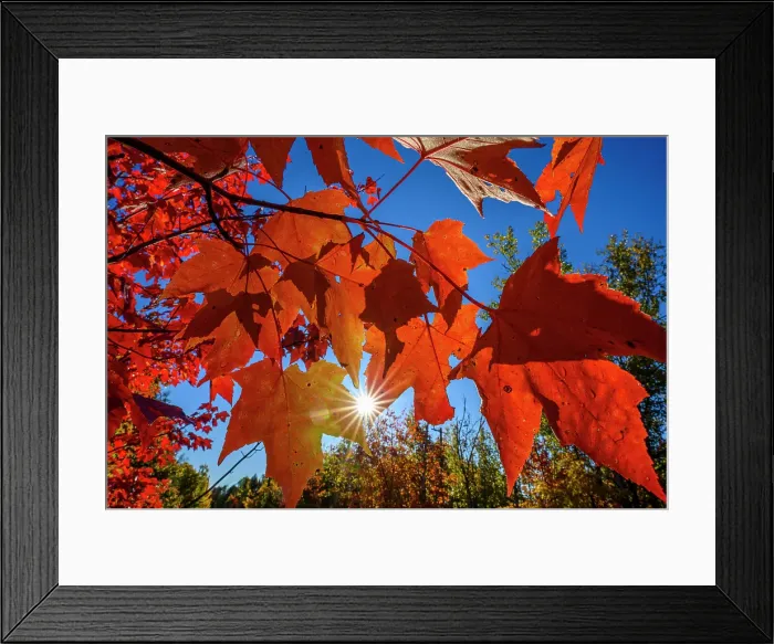Framed Print : Autumn woodland- red maple leaves and sunstar, Greter Sudbury, Ontario, Canada Framed Print : Autumn woodland- red maple leaves and sunstar, Greter Sudbury, Ontario, Canada