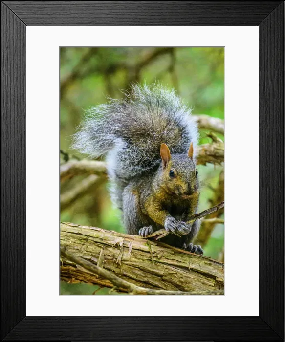 Framed Print : Eastern Gray Squirrel (Sciurus carolinensis), Pinery Provincial Park, Ontario, Canada Framed Print : Eastern Gray Squirrel (Sciurus carolinensis), Pinery Provincial Park, Ontario, Canada