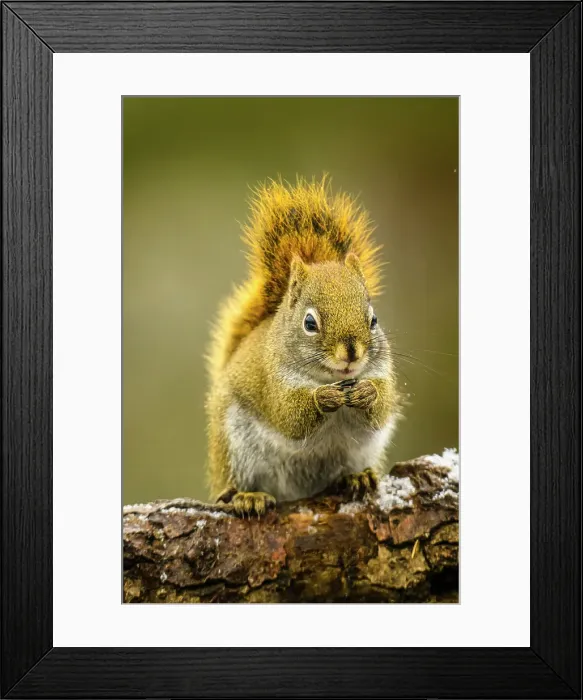 Framed Print : American red squirrel (Tamiasciurus hudsonicus), Greater Subdury, Ontario, Canada