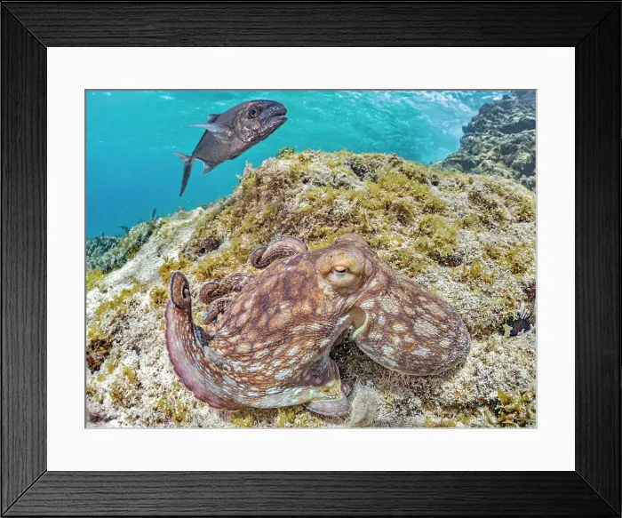 Framed Print : Common Octopus (Octopus vulgaris), Grand Cayman, Cayman Islands, British West Indies