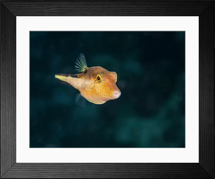 Framed Print : Sharpnose Puffer (Canthigaster rostrata), Grand Cayman, Cayman Islands, British West Indies