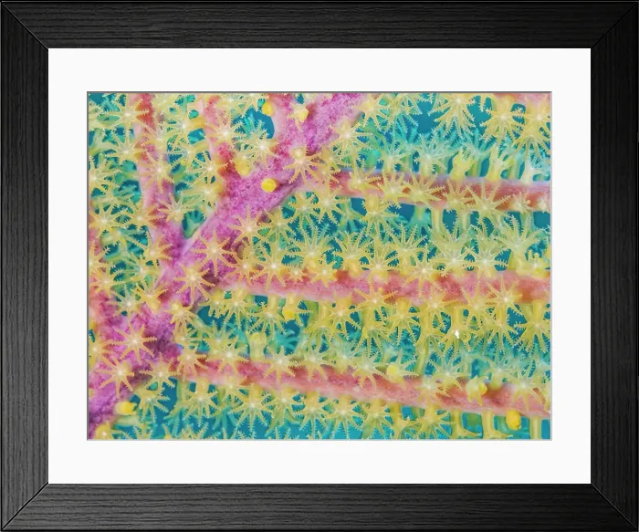Framed Print : Bipinnate Sea Plumes (Antillogorgia bipinnata), Grand Cayman, Cayman Islands, British West Indies