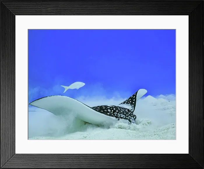 Framed Print : Spotted Eagle Ray (Aetobatus narinari), Grand Cayman, Cayman Islands, British West Indies Framed Print : Spotted Eagle Ray (Aetobatus narinari), Grand Cayman, Cayman Islands, British West Indies