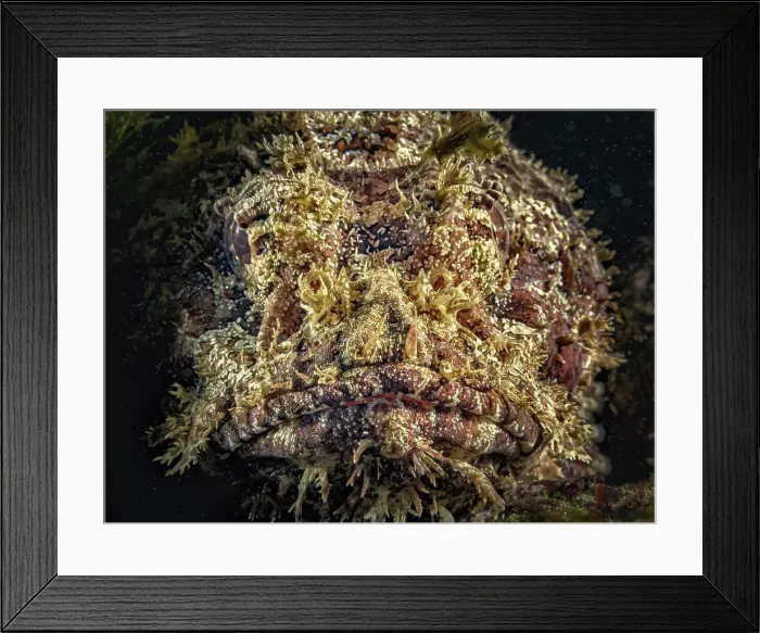 Framed Print : Spotted Scorpionfish (Scorpaena plumieri), Grand Cayman, Cayman Islands, British West Indies Framed Print : Spotted Scorpionfish (Scorpaena plumieri), Grand Cayman, Cayman Islands, British West Indies