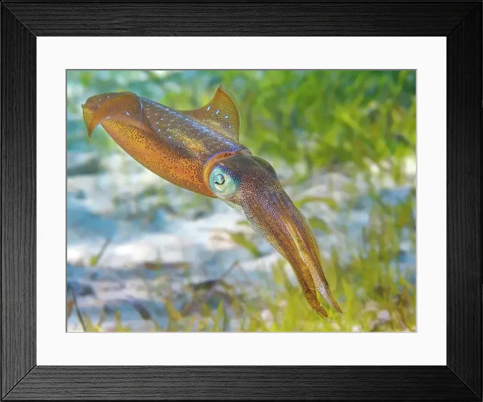 Framed Print : Caribbean Reef Squid (Sepioteuthis sepioidea), Grand Cayman, Cayman Islands, British West Indies Framed Print : Caribbean Reef Squid (Sepioteuthis sepioidea), Grand Cayman, Cayman Islands, British West Indies