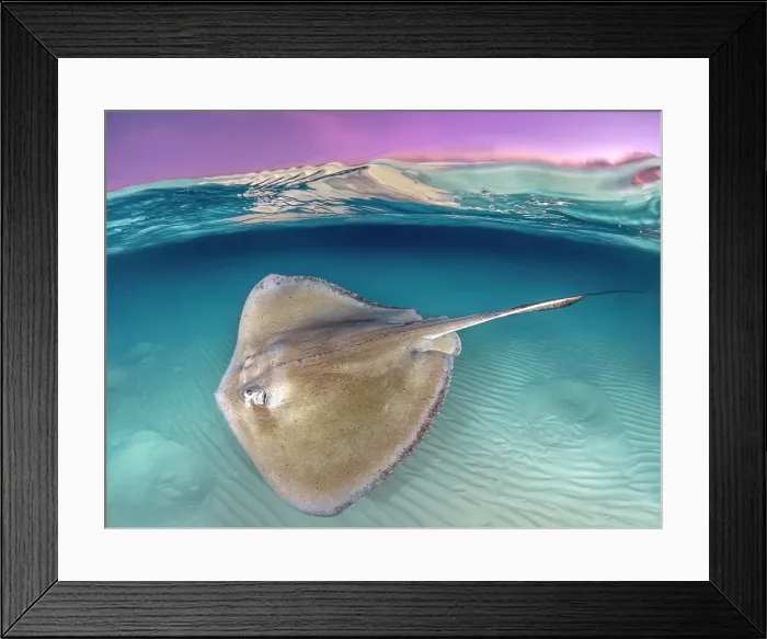 Framed Print : Southern Stingray (Dasyatis americana) at sunrise at the Stingray City sandbar on Grand Cayman, Cayman Islands, British West Indies