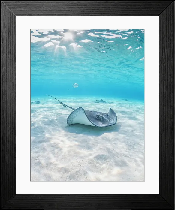 Framed Print : Southern Stingray (Dasyatis americana) at the Stingray City sandbar on Grand Cayman, Cayman Islands, British West Indies Framed Print : Southern Stingray (Dasyatis americana) at the Stingray City sandbar on Grand Cayman, Cayman Islands, British West Indies