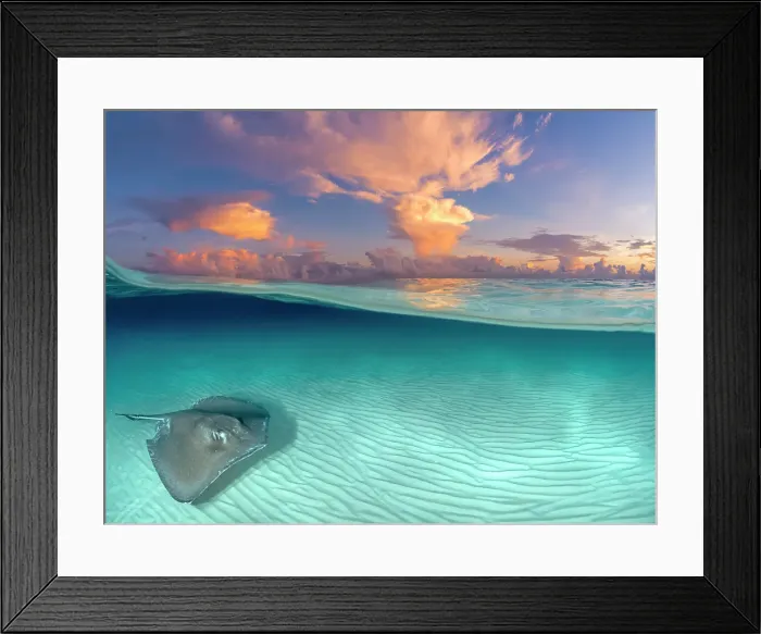 Framed Print : Southern Stingray (Dasyatis americana) at sunrise at the Stingray City sandbar on Grand Cayman, Cayman Islands, British West Indies Framed Print : Southern Stingray (Dasyatis americana) at sunrise at the Stingray City sandbar on Grand Cayman, Cayman Islands, British West Indies