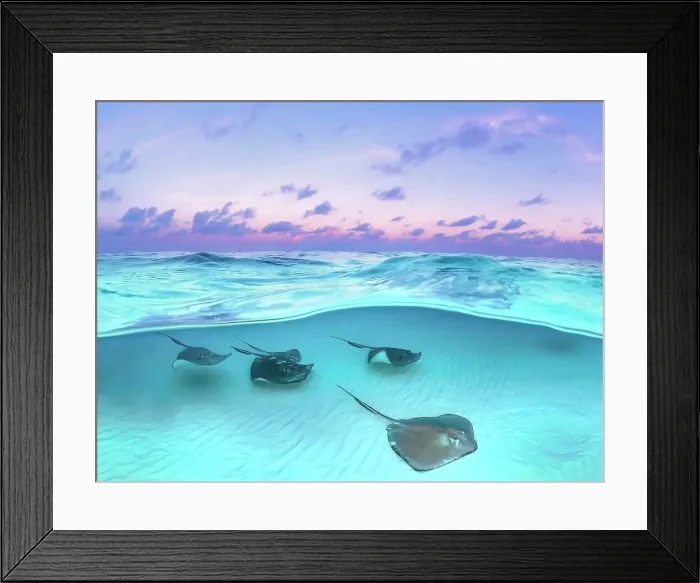 Framed Print : Southern Stingray (Dasyatis americana) at sunrise at the Stingray City sandbar on Grand Cayman, Cayman Islands, British West Indies