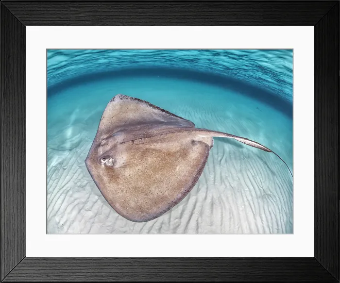 Framed Print : Southern Stingray (Dasyatis americana) at the sandbar in North Sound on Grand Cayman, Cayman Islands, British West Indies Framed Print : Southern Stingray (Dasyatis americana) at the sandbar in North Sound on Grand Cayman, Cayman Islands, British West Indies